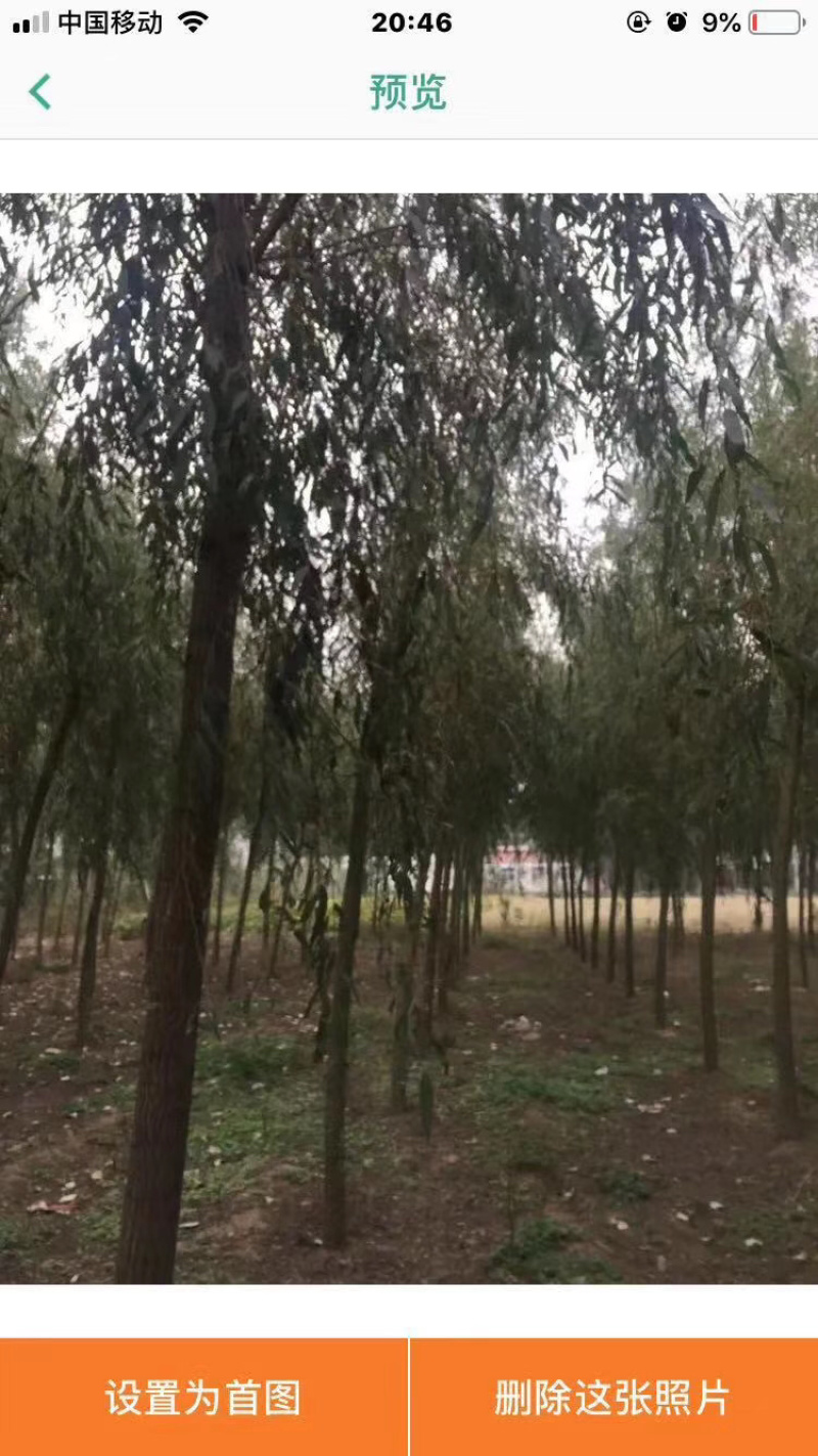栾树