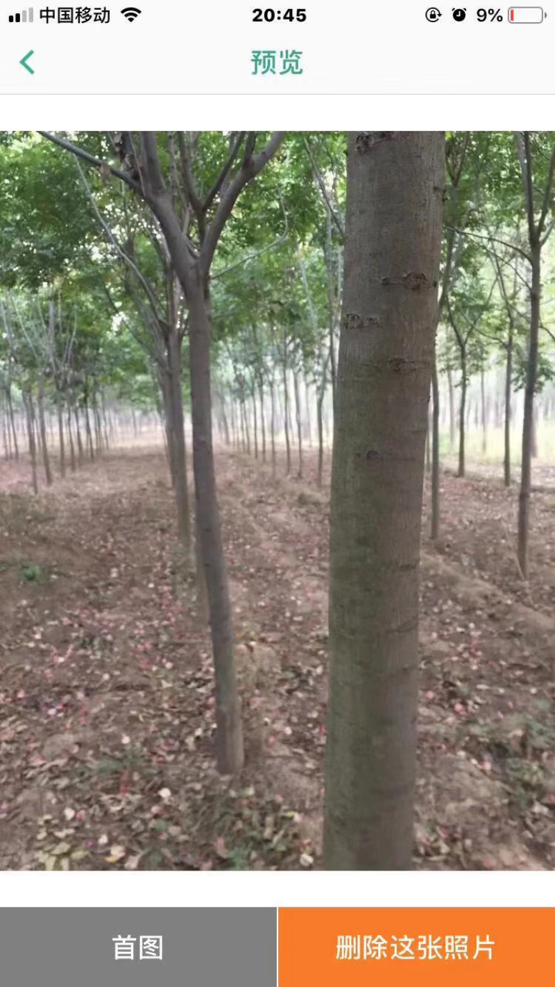 栾树