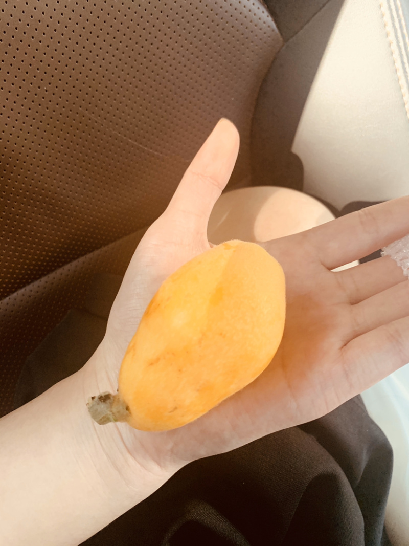 一都批杷第一村，不打农药无污染超大个五星级枇杷