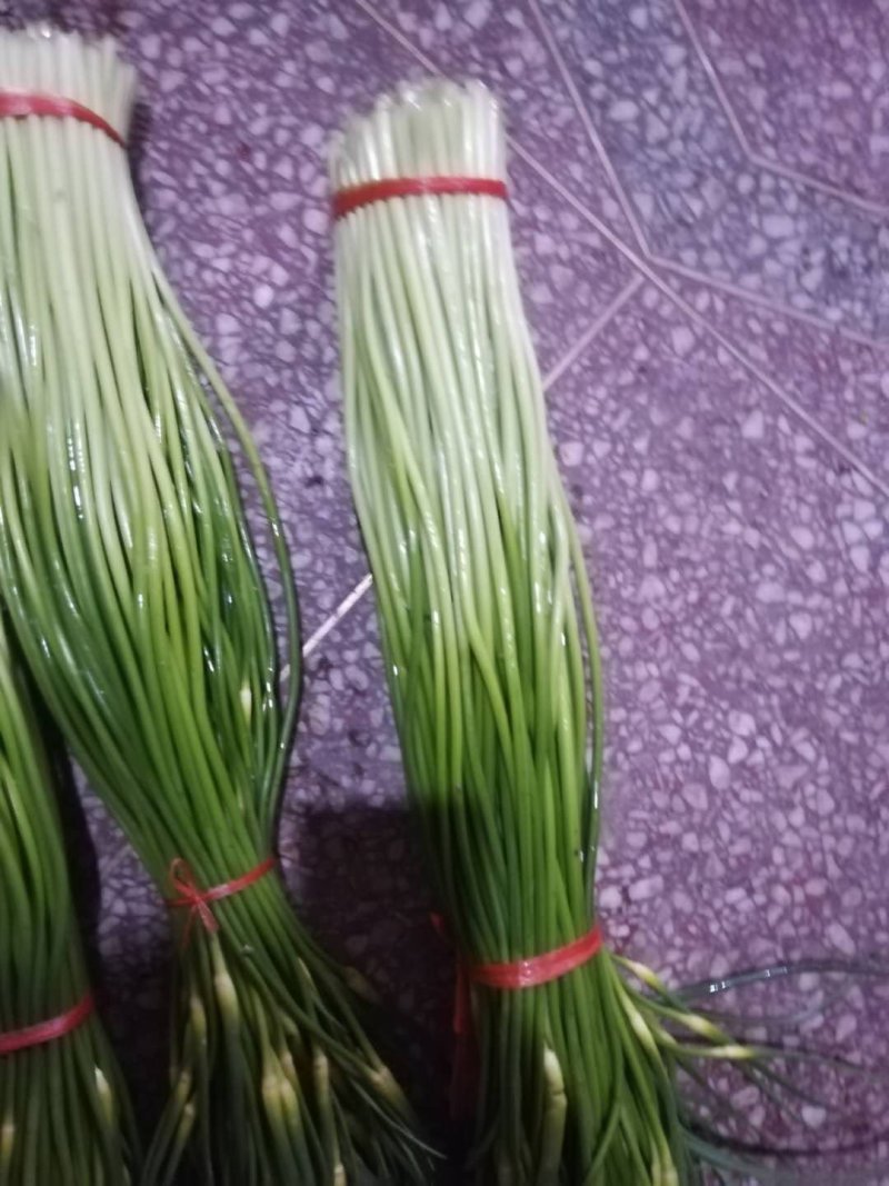 蒜苔条嫩，条直，通货50cm一一60cm
