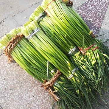 蒜苔条嫩，条直，通货50cm一一60cm