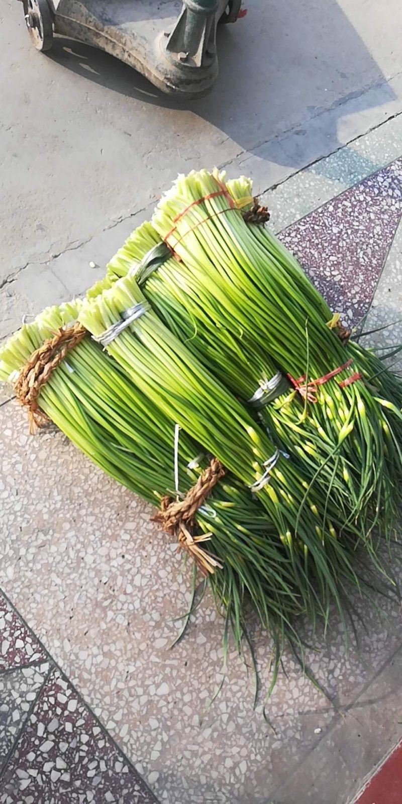 蒜苔条嫩，条直，通货50cm一一60cm