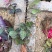 花叶络石地苗杯苗彩色植物20一50公分基地直销