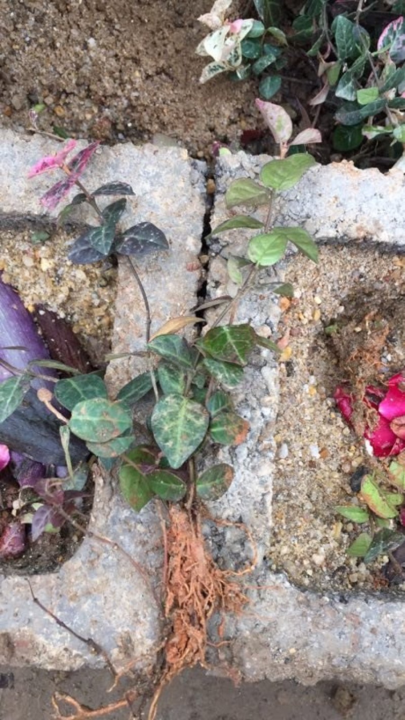 花叶络石地苗杯苗彩色植物20一50公分基地直销