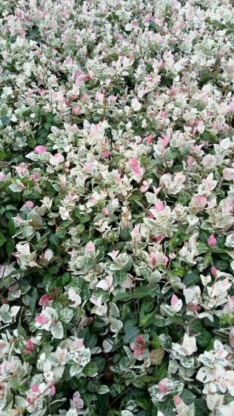 花叶络石地苗杯苗彩色植物20一50公分基地直销
