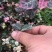花叶络石地苗杯苗彩色植物20一50公分基地直销