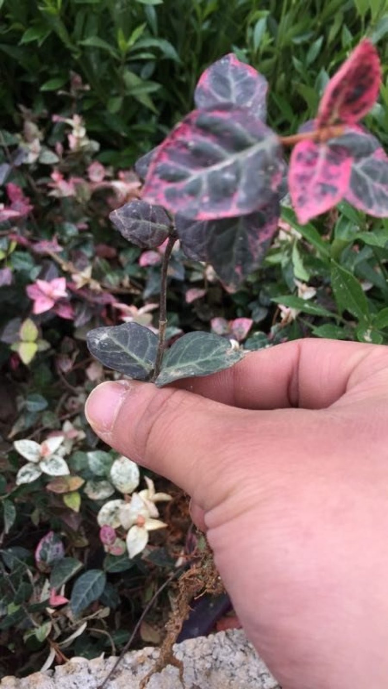 花叶络石地苗杯苗彩色植物20一50公分基地直销