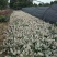 花叶络石地苗杯苗彩色植物20一50公分基地直销