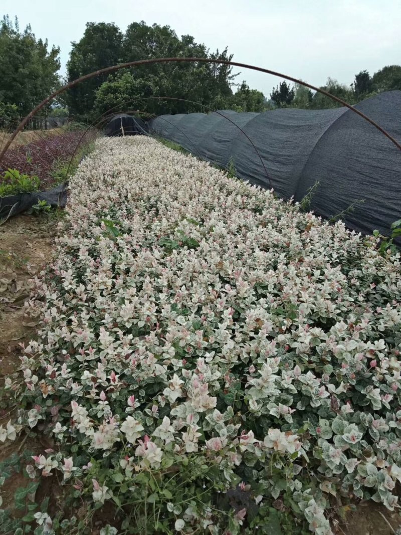 花叶络石地苗杯苗彩色植物20一50公分基地直销