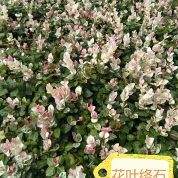 花叶络石地苗杯苗彩色植物20一50公分基地直销