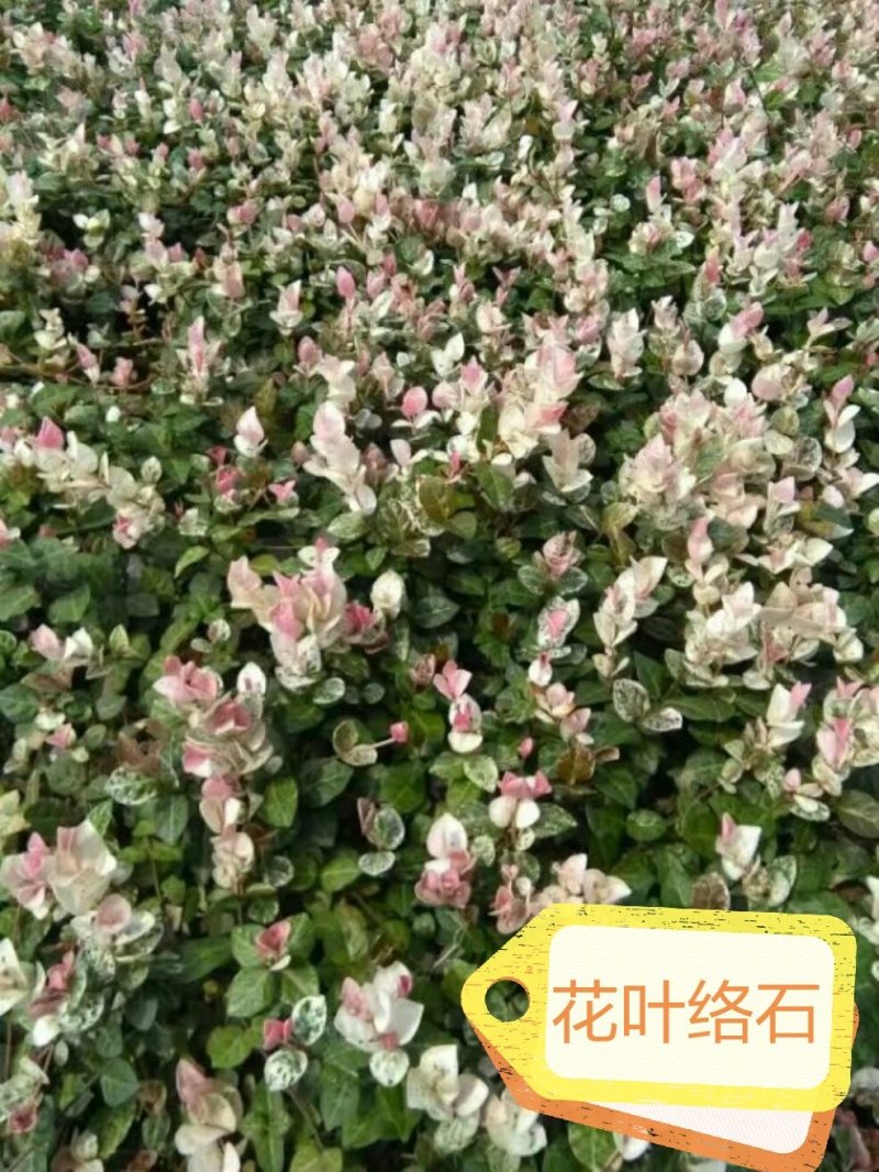 花叶络石地苗杯苗彩色植物20一50公分基地直销