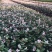 花叶络石地苗杯苗彩色植物20一50公分基地直销