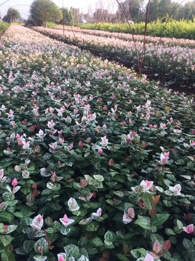 花叶络石地苗杯苗彩色植物20一50公分基地直销