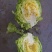 山东潍坊甘蓝，黄心，绿甘蓝，大头菜，包菜，净菜，大量上市