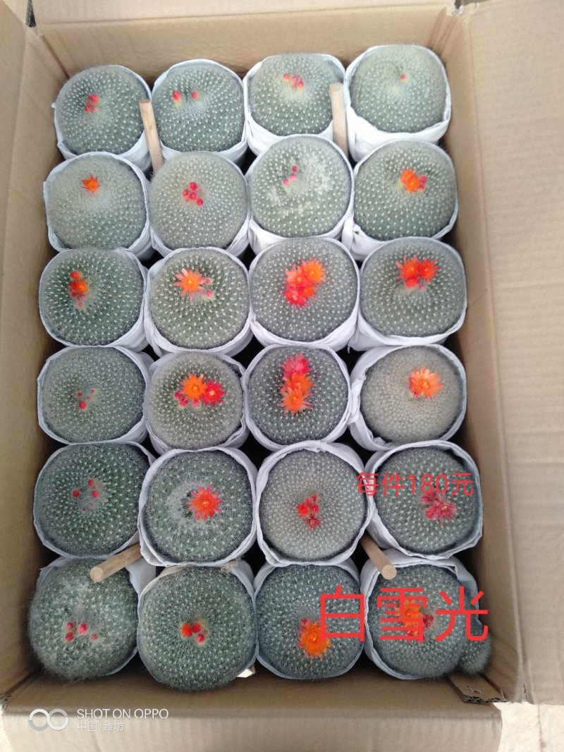 长寿花（130盆，罗马盆，180盆）混色发货，花色齐全
