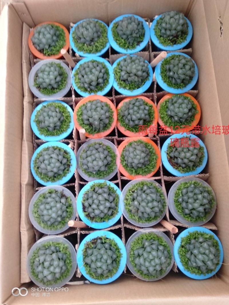 长寿花（130盆，罗马盆，180盆）混色发货，花色齐全