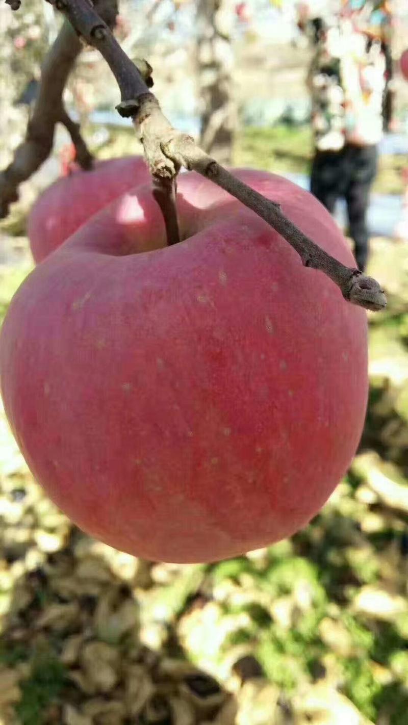 烟福八苹果树苗红色之爱苹果苗新品种果树苗