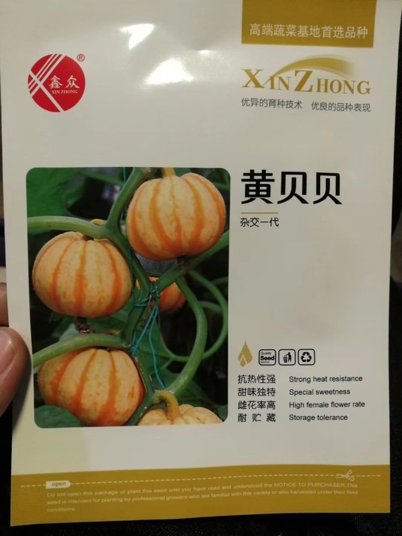 南瓜种子贝贝南瓜种子，南瓜种子