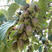软枣猕猴桃苗奇异果苗猕猴桃苗南北方种植当年结果