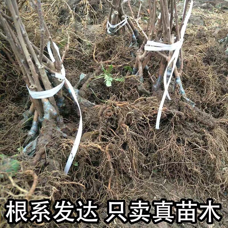 软枣猕猴桃苗奇异果苗猕猴桃苗南北方种植当年结果