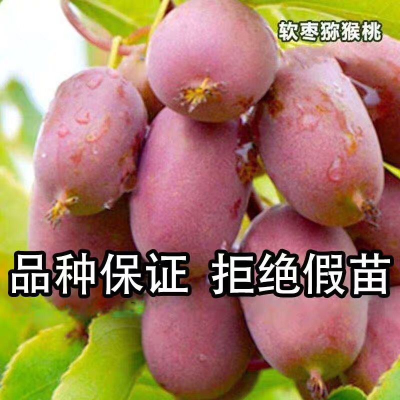 软枣猕猴桃苗奇异果苗猕猴桃苗南北方种植当年结果