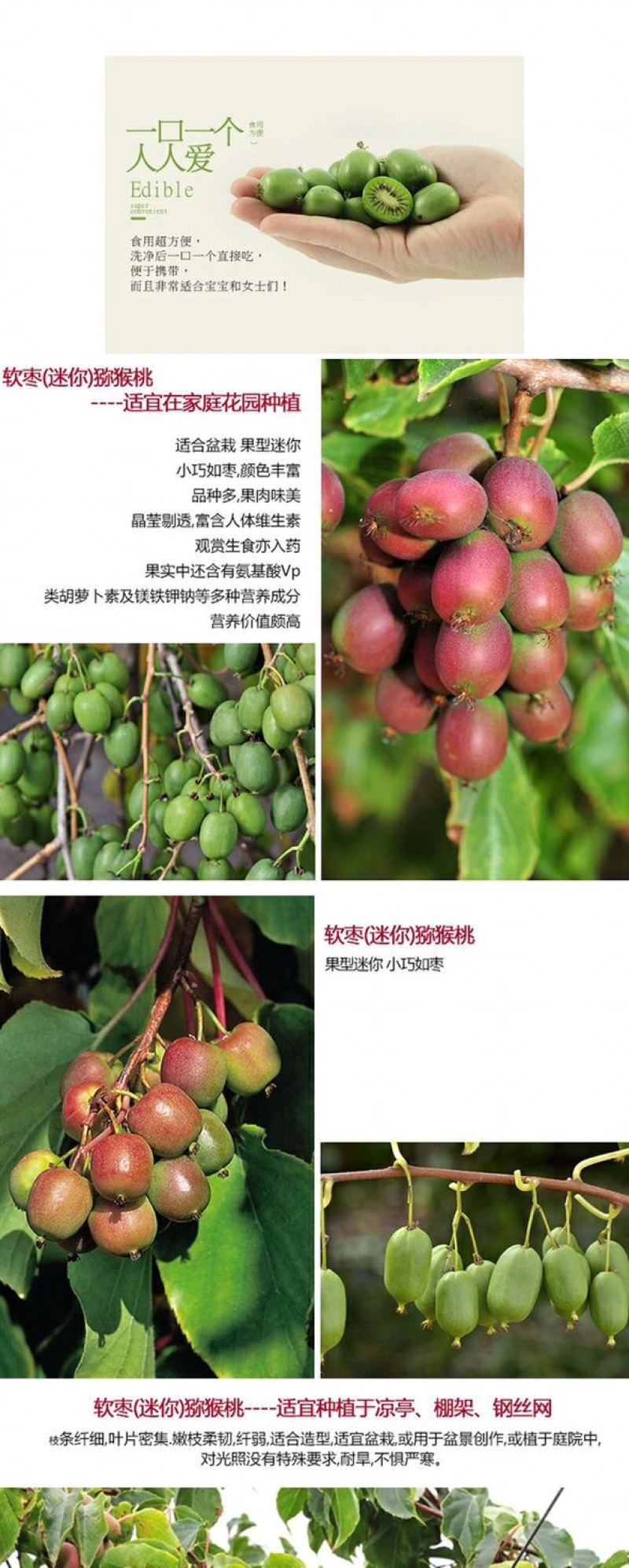 软枣猕猴桃苗奇异果苗猕猴桃苗南北方种植当年结果