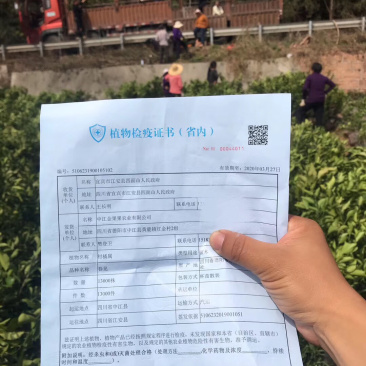 春见苗杯苗耙耙柑杯苗苗好价美自己苗圃直发现挖现发包鲜活