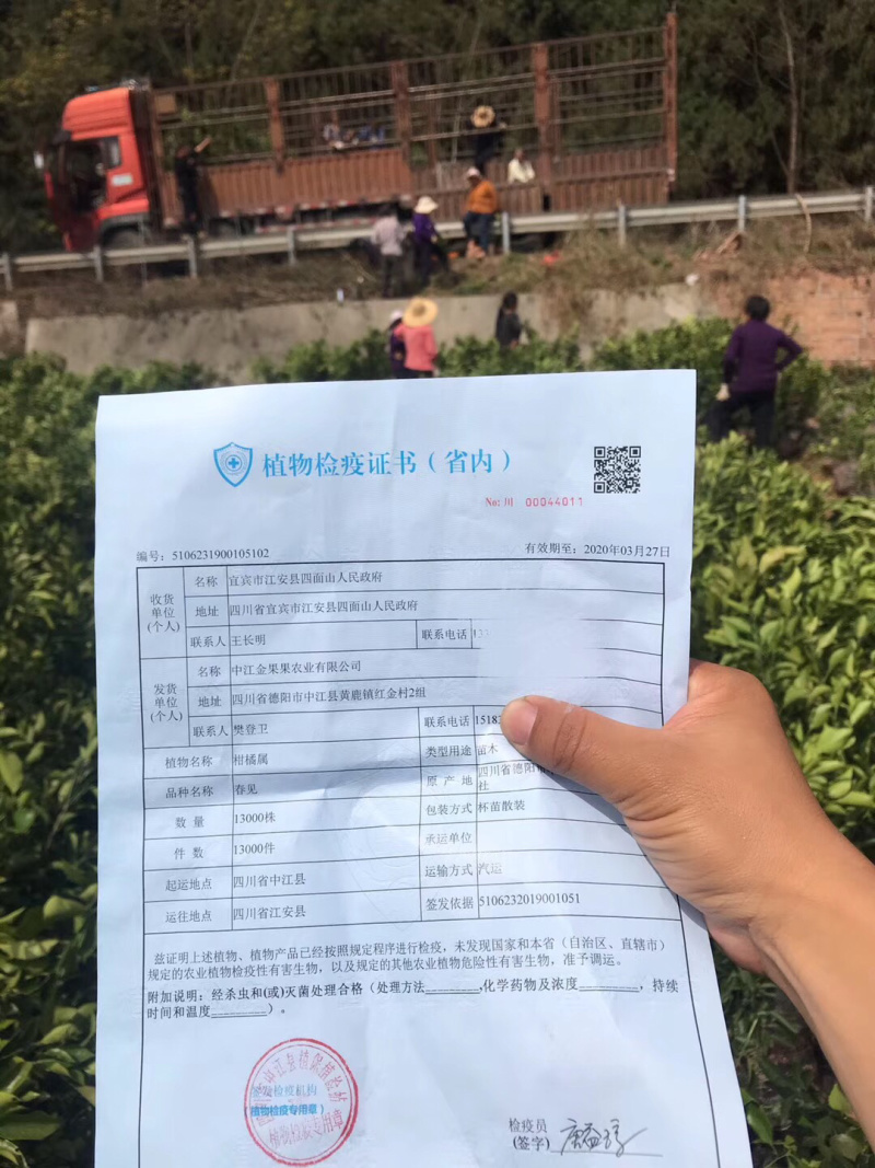 春见苗杯苗耙耙柑杯苗苗好价美自己苗圃直发现挖现发包鲜活