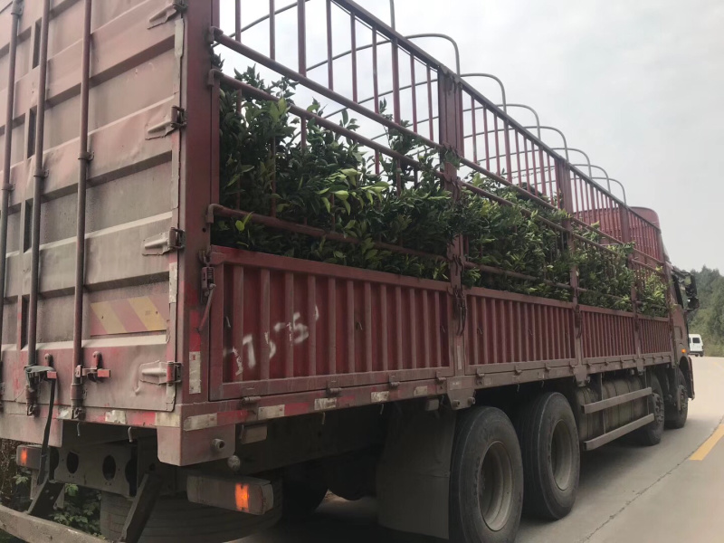 春见苗杯苗耙耙柑杯苗苗好价美自己苗圃直发现挖现发包鲜活