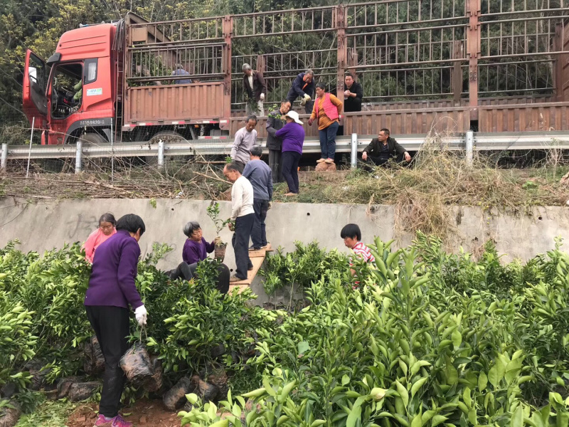 春见苗杯苗耙耙柑杯苗苗好价美自己苗圃直发现挖现发包鲜活