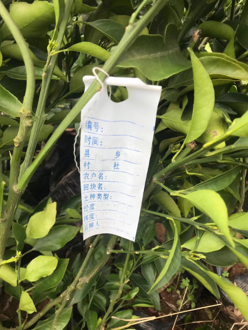 春见苗杯苗耙耙柑杯苗苗好价美自己苗圃直发现挖现发包鲜活