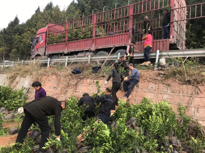 春见苗杯苗耙耙柑杯苗苗好价美自己苗圃直发现挖现发包鲜活