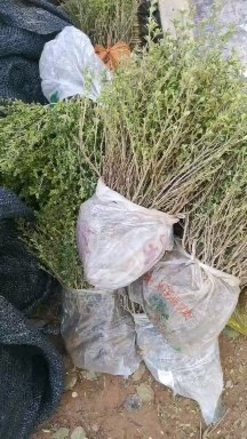 六月雪金边六月雪银边六月雪地苗杯苗实数供应基地价