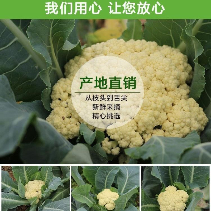 精品有机花菜产地直销量大从优代收代发全国各地