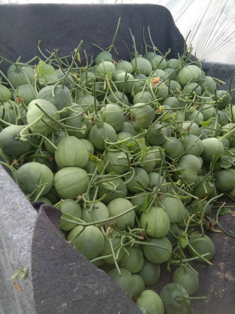 绿宝甜瓜，质量保证，对接商超市场，看棚订货，实力代收