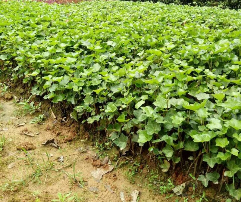 常春藤常青藤常青藤杯苗常青藤地苗20一100公分爬藤植物