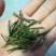黄山毛峰，自家种植！品质有保证！