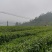 黄山毛峰，自家种植！品质有保证！