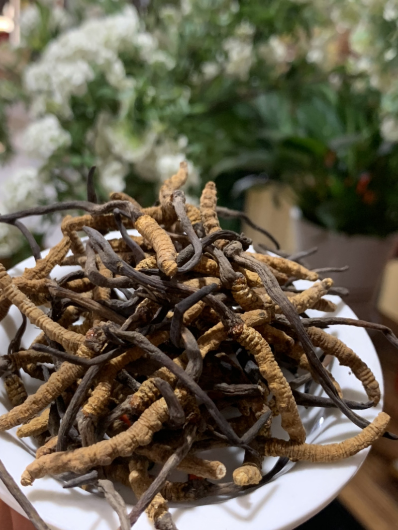 4000条冬虫夏草虫草淘货源微商电商实体专业一件