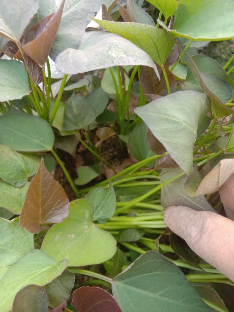 大田脱毒西瓜红商薯19，龙薯九号红薯苗基地直供苗粗壮匀