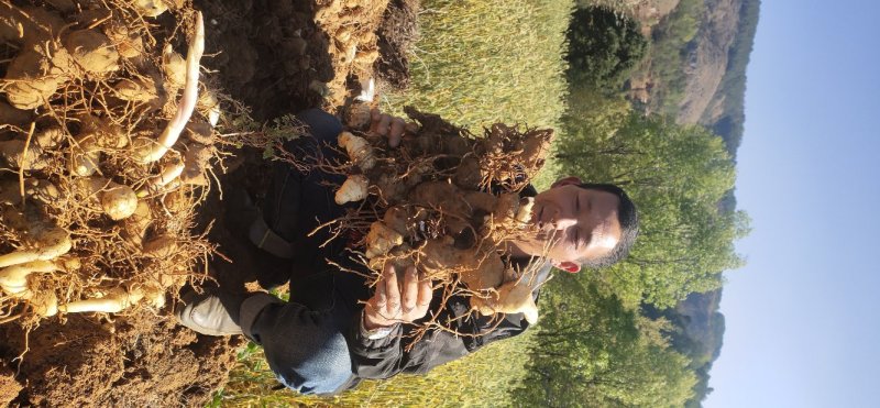 滇黄精成品鲜货基地直供