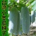 小冬瓜种子瓜长30厘米左右肉厚质密品质好瓜重500克左右