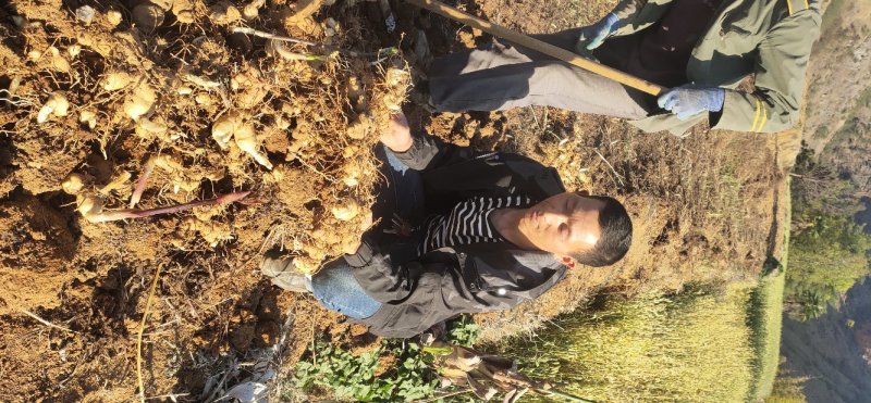 滇黄精成品鲜货基地直供