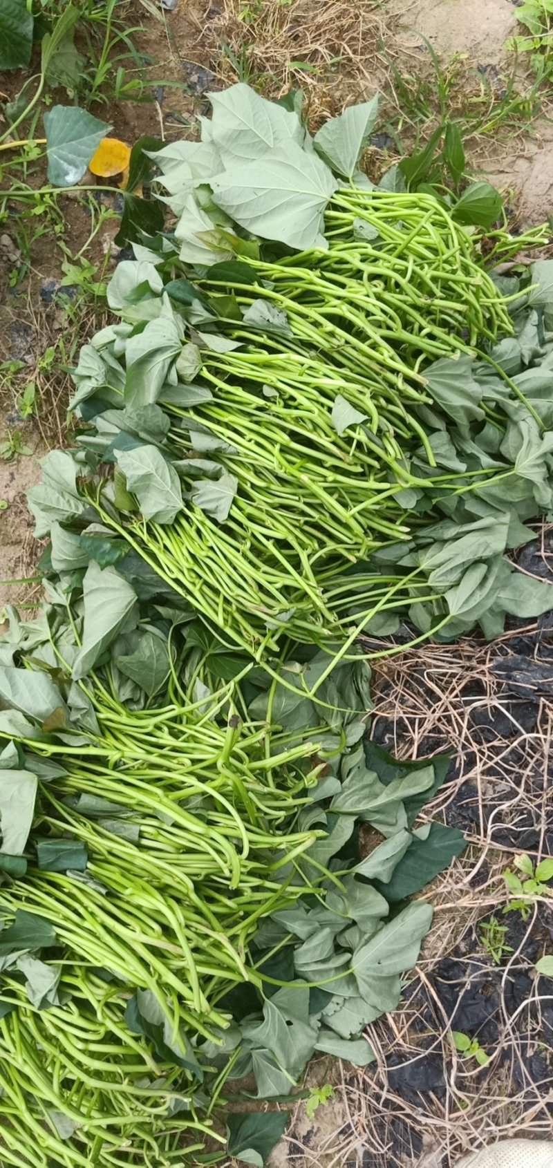 种苗大田西瓜红薯