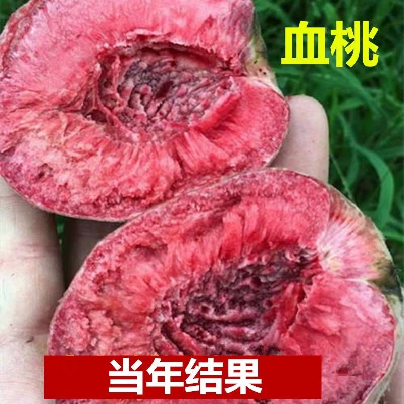 嫁接中华紫肉血桃树苗红肉当年结果苗南方北方栽植地栽盆栽果