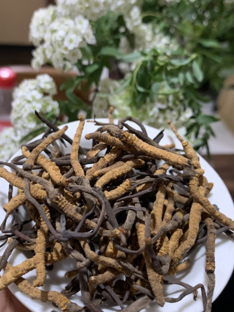 5500条虫草冬虫夏草淘货源微商电商实体专业保密一件代发