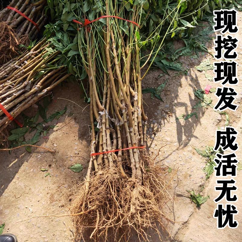 嫁接中华紫肉血桃树苗红肉当年结果苗南方北方栽植地栽盆栽果