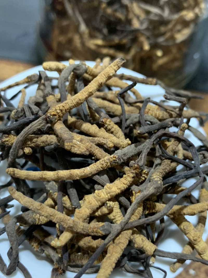 5500条虫草冬虫夏草淘货源微商电商实体专业保密一件代发