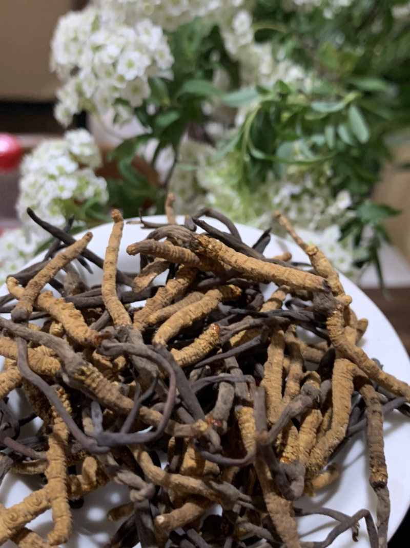 5500条虫草冬虫夏草淘货源微商电商实体专业保密一件代发