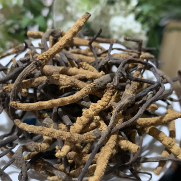 5500条虫草冬虫夏草淘货源微商电商实体专业保密一件代发